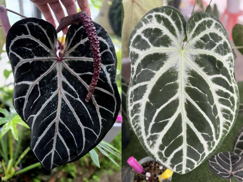 Антуриум G38 Anthurium Red Crystallinum Tezula X SKG Pink Lemonade