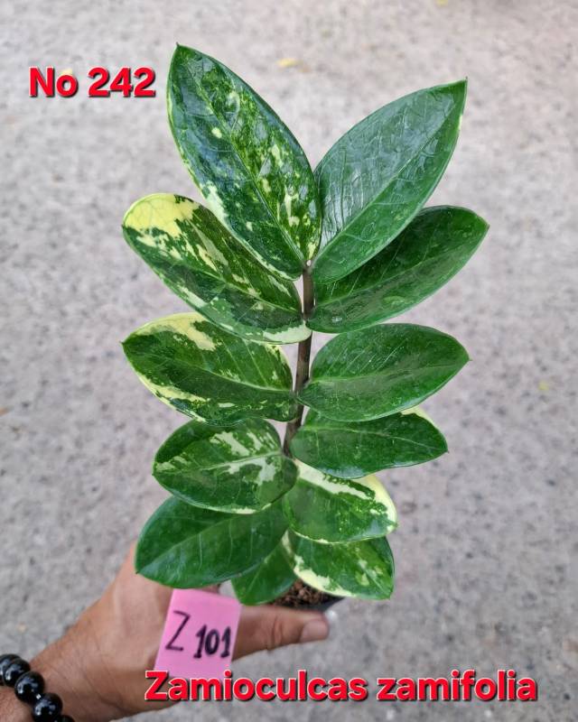 Замиокулькас 242 Zamioculcas zamifolia Z101