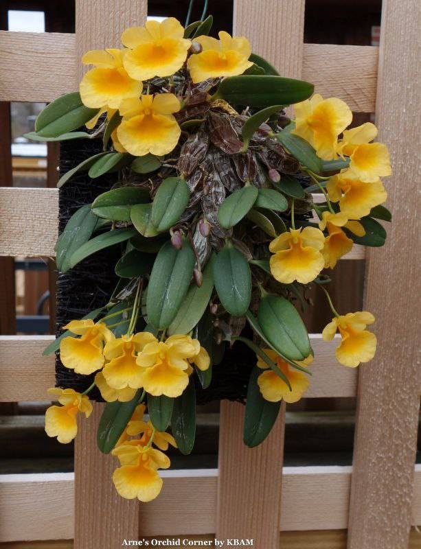 Орхидея FS149 Dendrobium jenkinsii