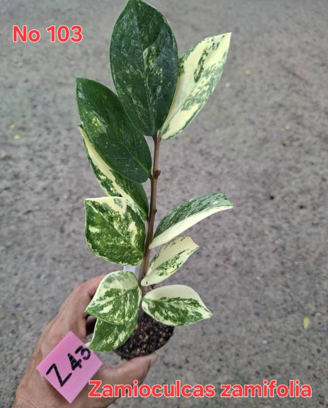 Замиокулькас 103 Zamioculcas zamifolia Z43