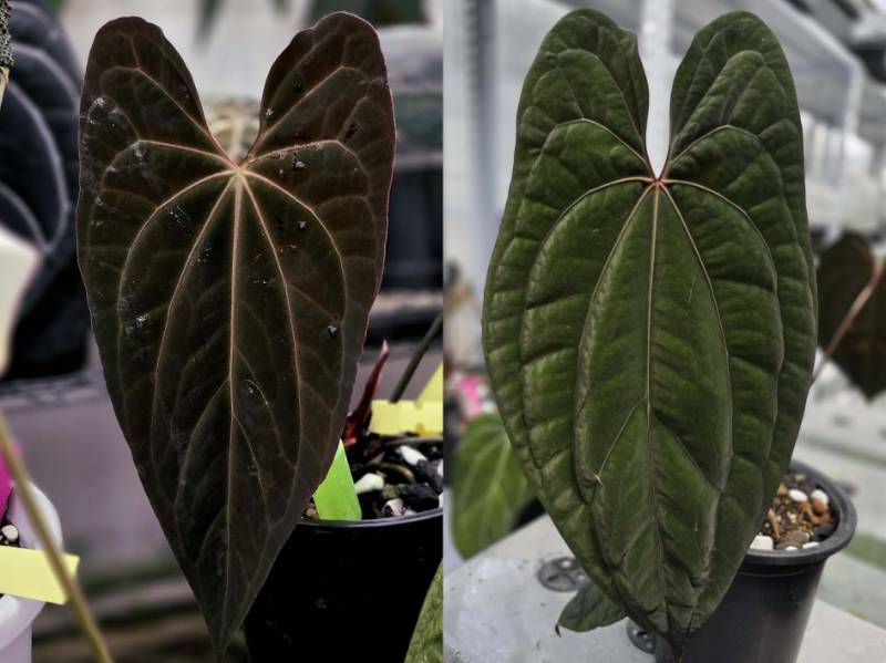 Антуриум G53 Anthurium Papillilaminum X-One X RVDP
