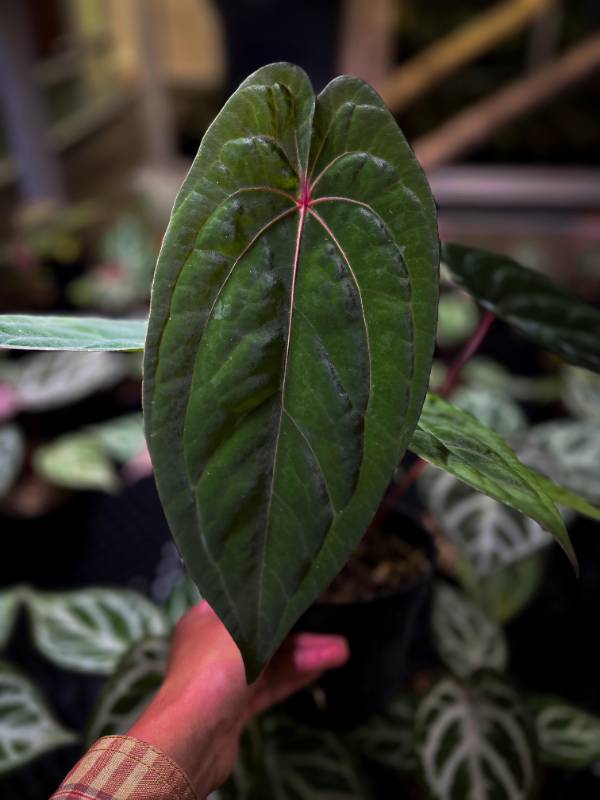 Антуриум AA12 Anthurium Red Spider x Self