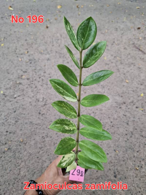 Замиокулькас 196 Zamioculcas zamifolia Z92