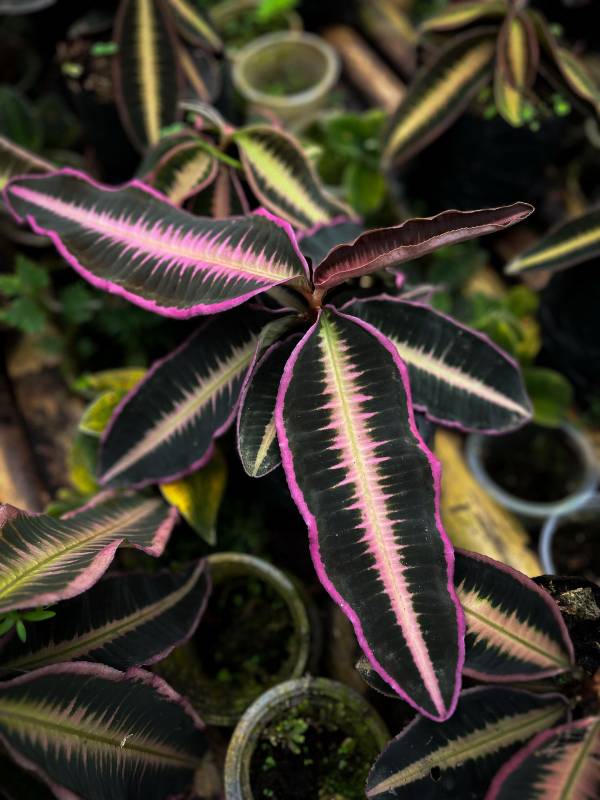 Лесное AA16 Ardisia Pink
