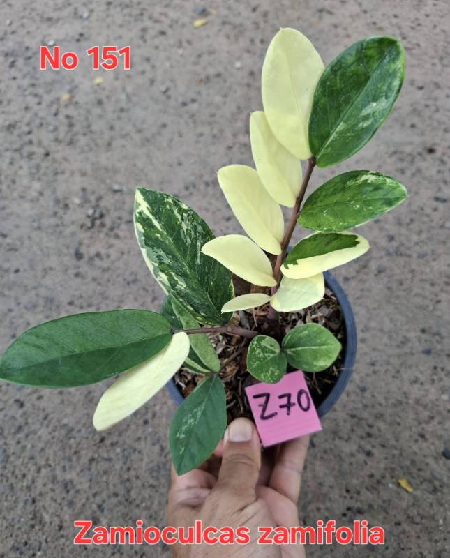 Замиокулькас 151 Zamioculcas zamifolia Z70