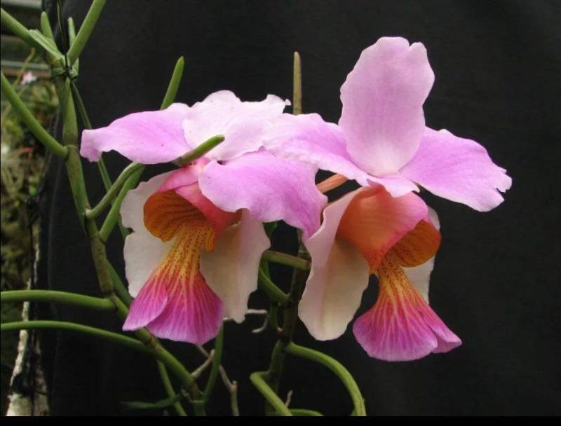 Орхидея FS105 Papilionanthe teres