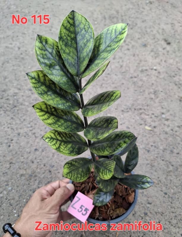 Замиокулькас 115 Zamioculcas zamifolia Z55