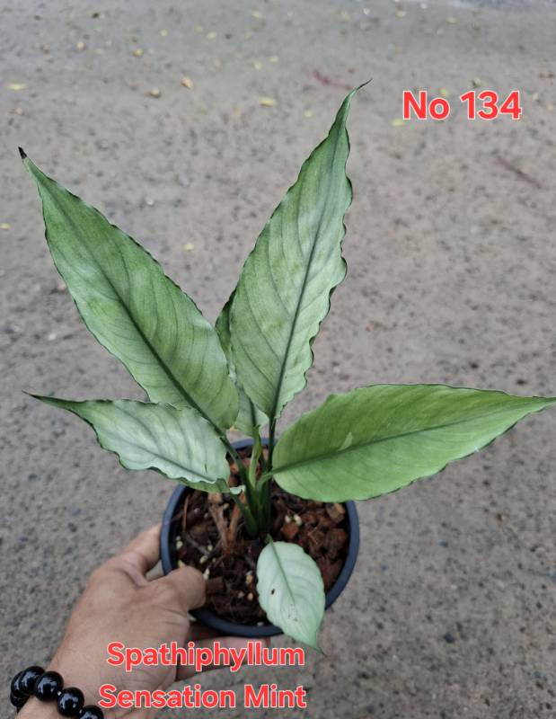 Спатифиллум 134 Spathiphyllum Sensation Mint