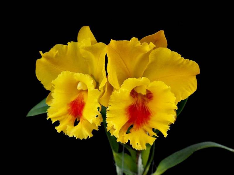 Орхидея FS77 Cattleya Np Gold