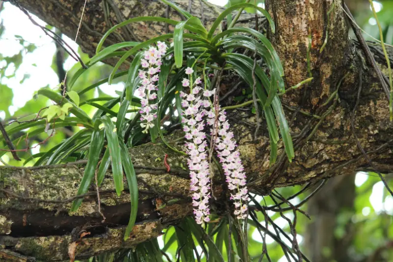 Орхидея O09 Rhynchostylis retusa
