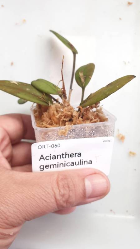Орхидея K08 Acianthera geminicaulina
