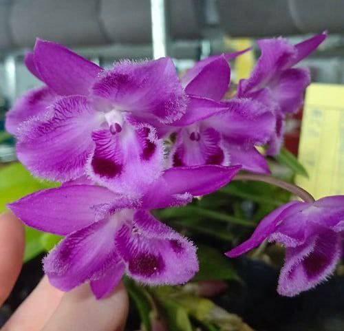 Орхидея FS156 Dendrobium parishii peloric