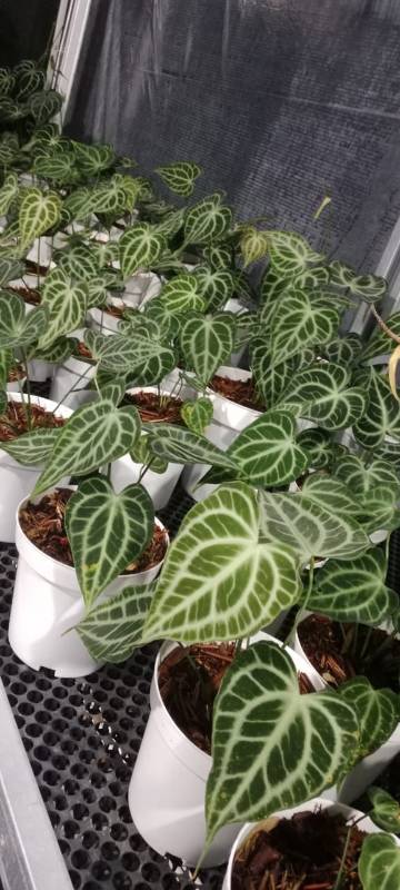 Антуриум §§73 Anthurium King of Clarinervium M