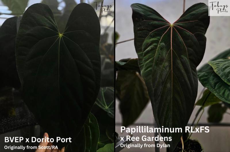 Антуриум 4T34 Anthurium (BVEP X Dorito Portillae) X Papillilaminum (PLFS X RG)