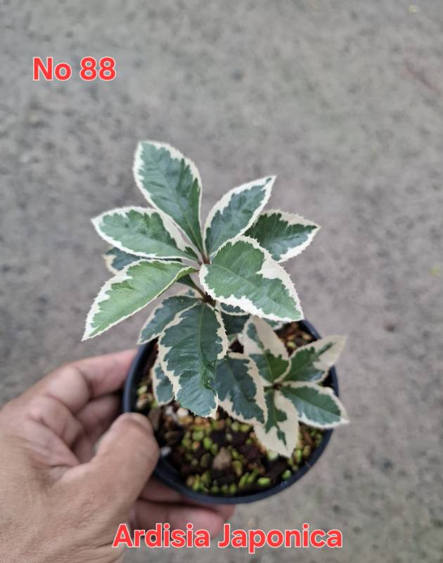 Ардизия 88 Ardisia japonica