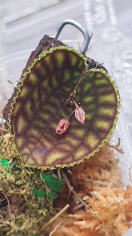 Орхидея K01 Lepanthes calodictyon
