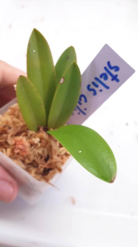 Орхидея K09 Stelis ciliaris