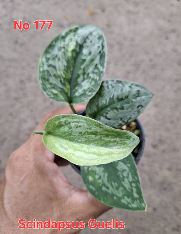 Сциндапсус 177 Scindapsus Guelis