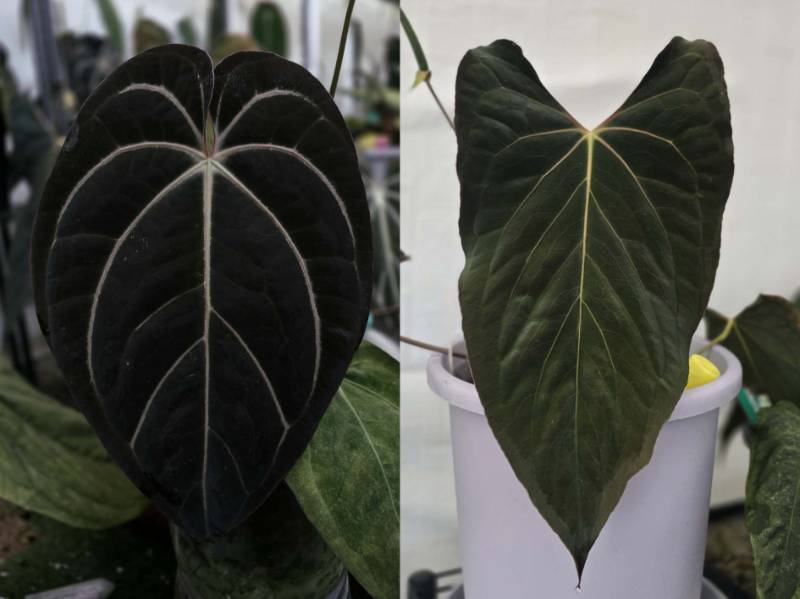 Антуриум 4G10 Anthurium (Carlablackiae X AOS) X Ralph Lynam Dwane