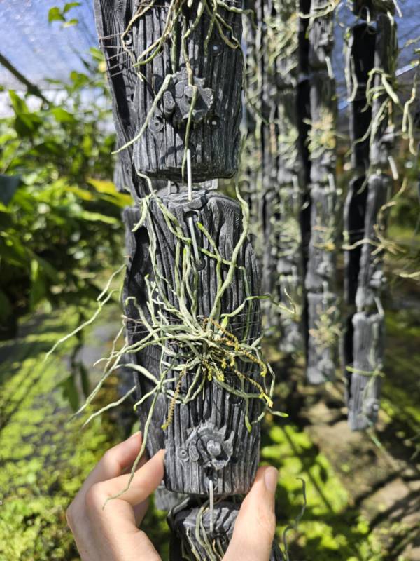 Орхидея WK01 Taeniophyllum pusillum