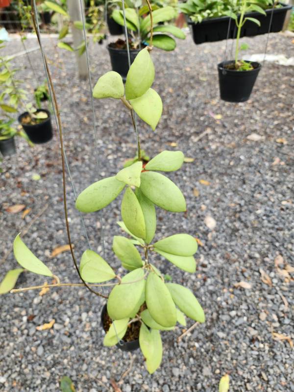 Хойя HN10 Hoya​ Eryrhrostemma​ Silver