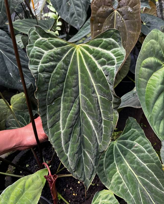 Антуриум AA16 Anthurium Boogie S