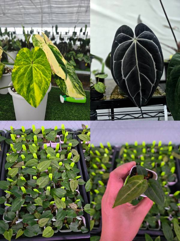 Антуриум 4G74 Anthurium Papillilaminum variegated X Carlablackiae GO1 Super black