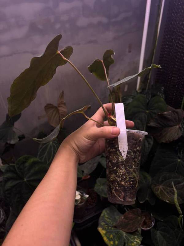 Антуриум §§76 Anthurium RL Self from Dwane