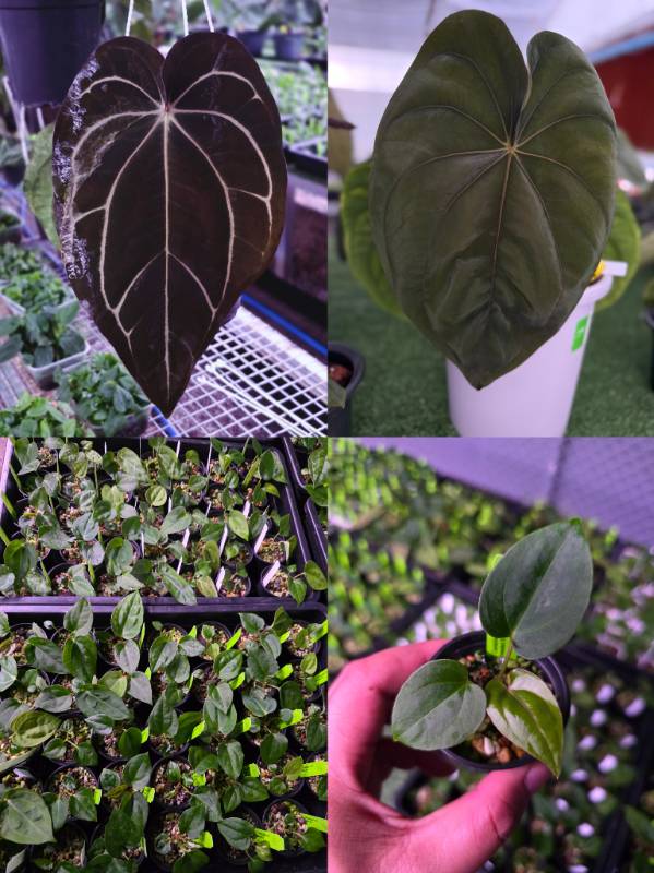 Антуриум 4G83 Anthurium Carlablackiae GO2 X Dressleri RG