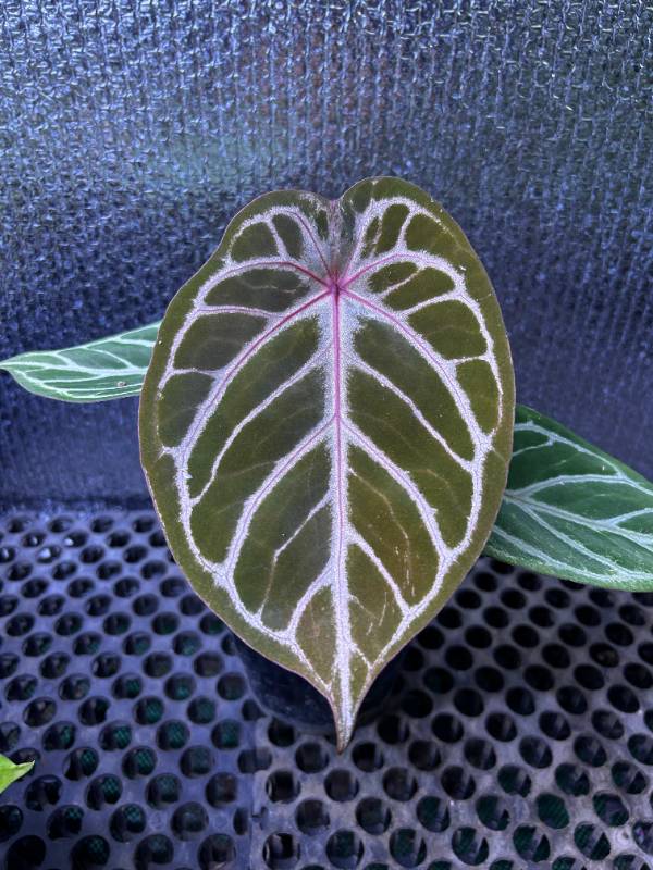 Антуриум §§58 Anthurium Forgetii X RC NSE