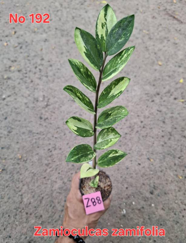 Замиокулькас 192 Zamioculcas zamifolia Z88