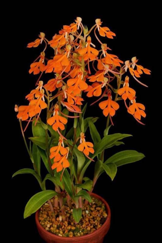 Орхидея FS99 Habenaria rhodocheila var. orange