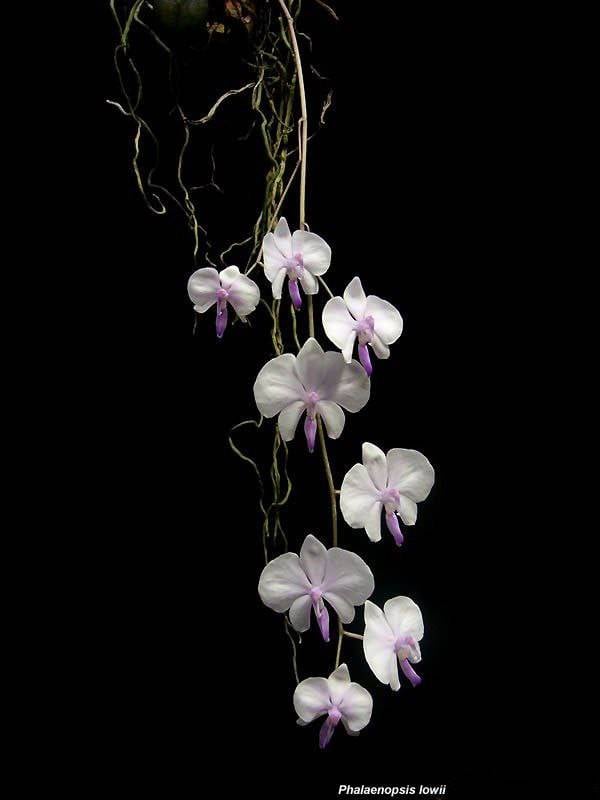 Орхидея FS112 Phalaenopsis lowii