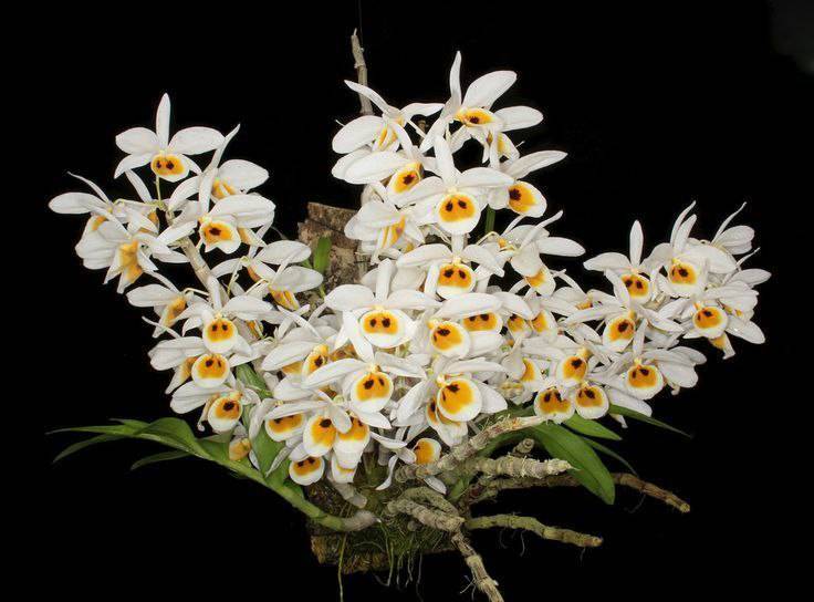 Орхидея FS133 Dendrobium bensoniae