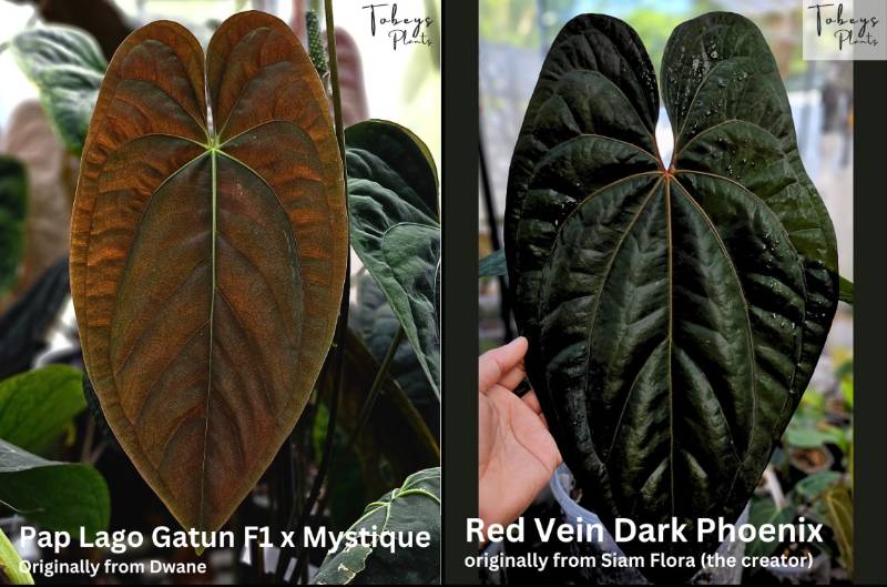 Антуриум TP07 Anthurium (Papillilaminum LG F1 x Mystique) X RVDP