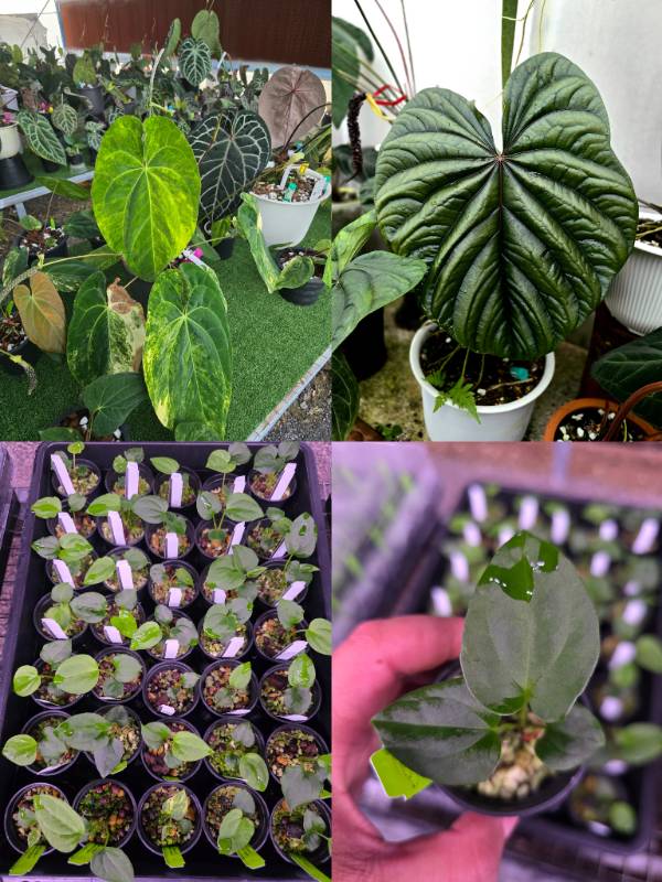 Антуриум 4G88 Anthurium Papillilaminum variegated X Luxurians cf