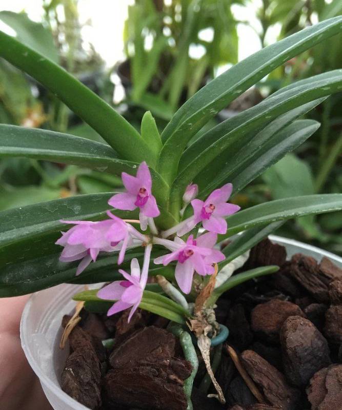Орхидея FS124 Vanda nana