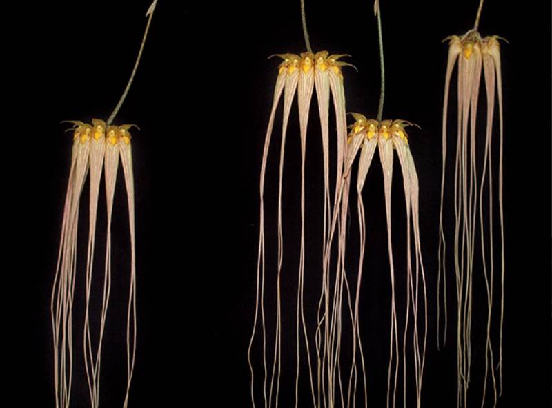 Орхидея FS29 Bulbophyllum longissimum