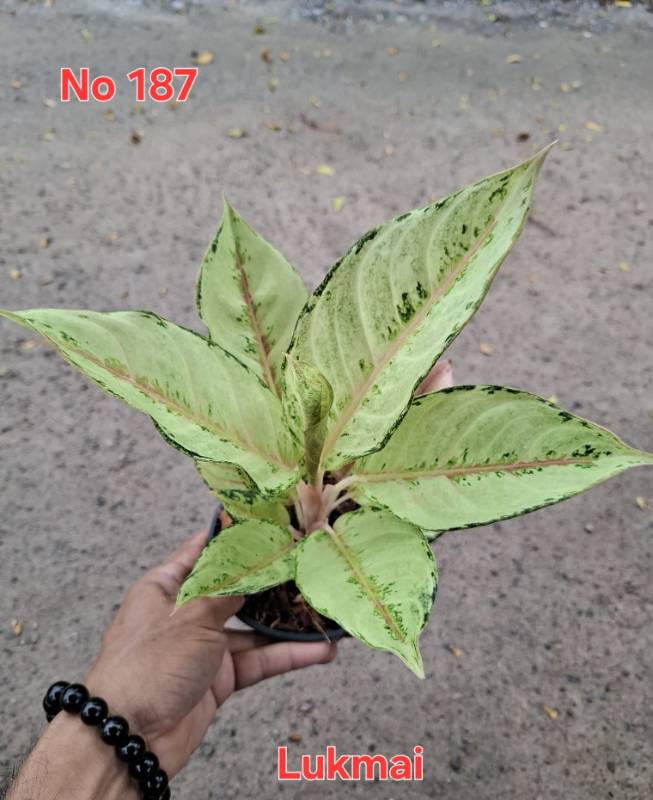 Аглаонема 187 Aglaonema Lukmai