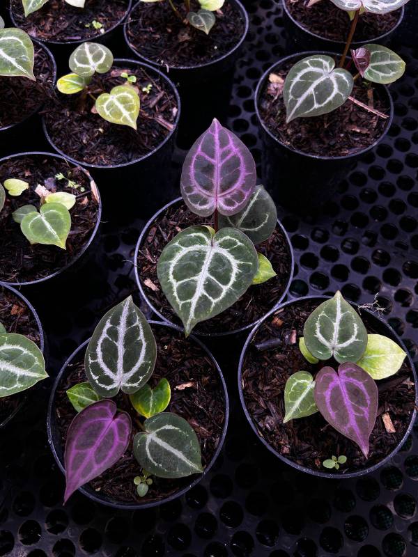 Антуриум §§38 Anthurium Magic Purple