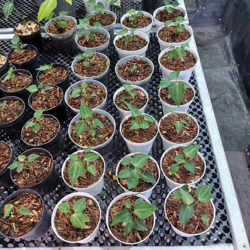 Антуриум §§72 Anthurium King of Clarinervium S