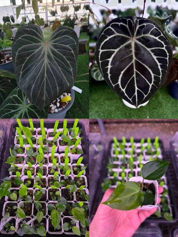 Антуриум 4G87 Anthurium KOS HU X Red Crystallinum NSE