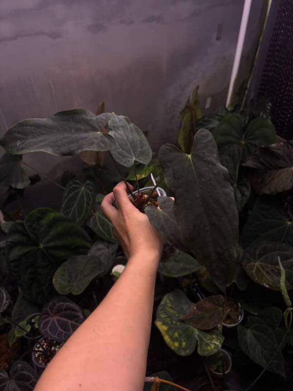 Антуриум §§76 Anthurium RL Self from Dwane