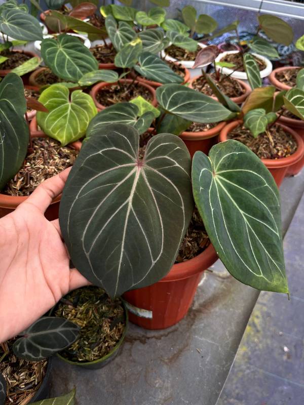 Антуриум §§37 Anthurium KOS Red Veins