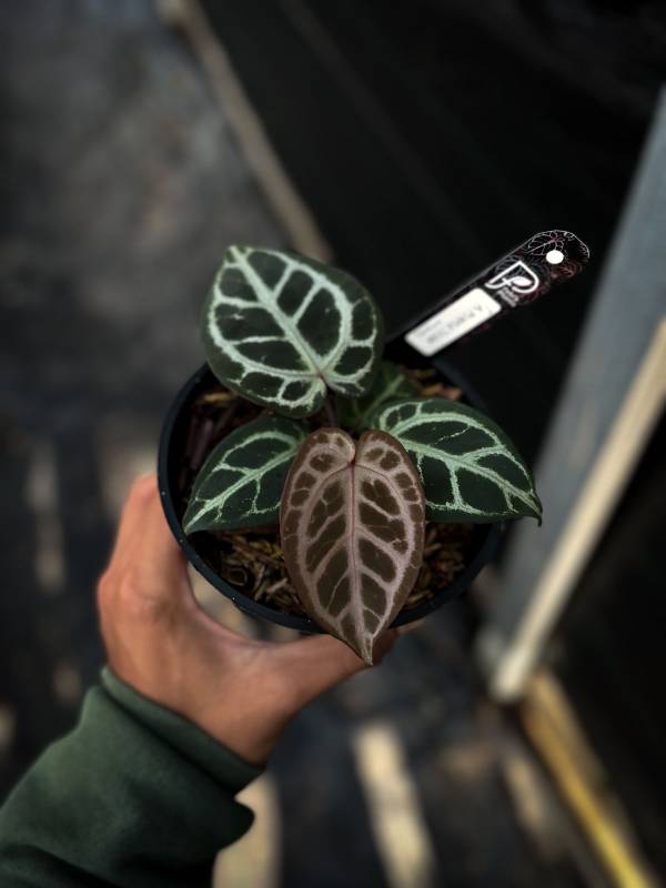 Антуриум §§47 Anthurium Purple Tiger