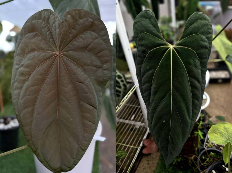 Антуриум 4G40 Anthurium (NSE Dressleri X Papi Var) X Ralph Lynam JV Self