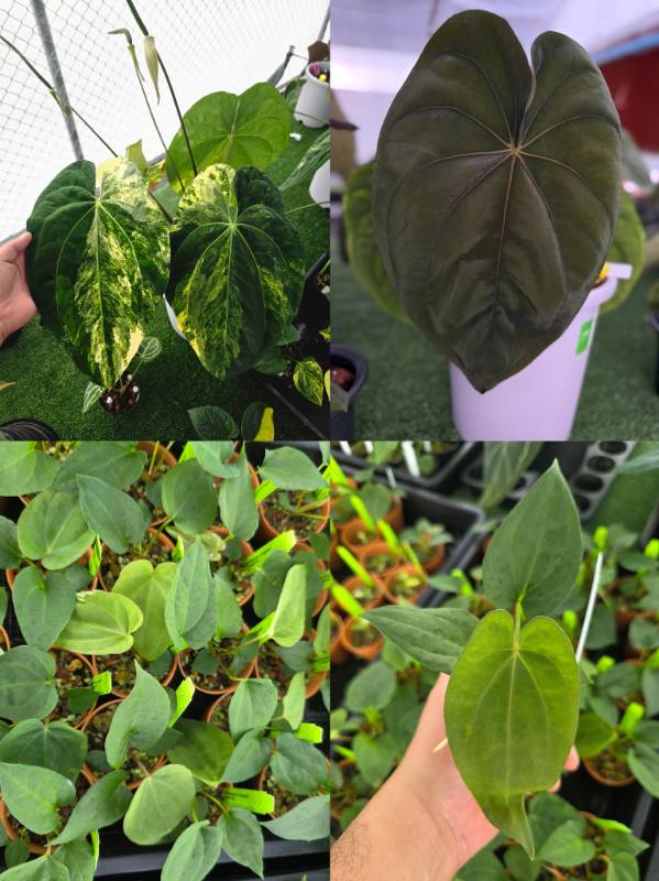 Антуриум 4G66 Anthurium Papillilaminum variegated X Dressleri RG
