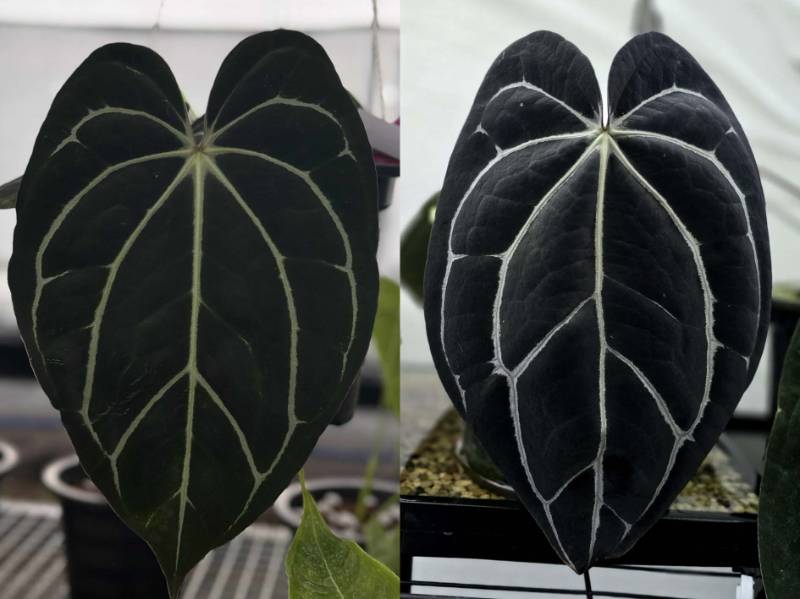 Антуриум G10 Anthurium Carlablackiae GO-Round2 X Carlablackiae GO1