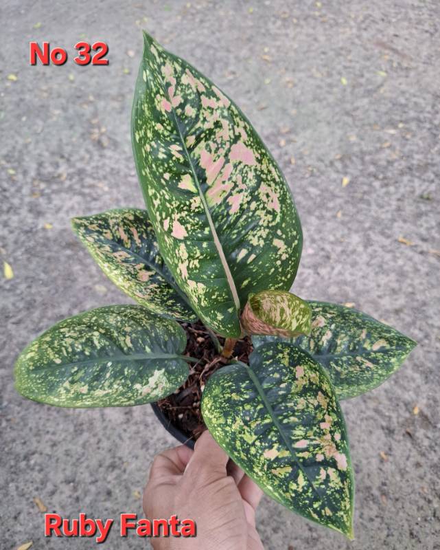 Аглаонема 32 Aglaonema Ruby Fanta