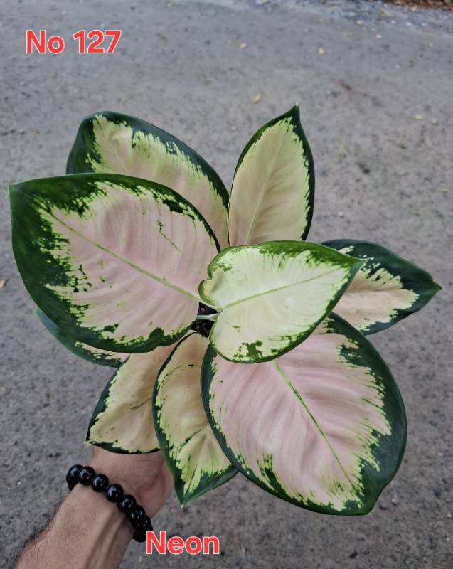Аглаонема 127 Aglaonema Neon